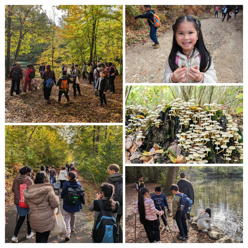 Randonnée et ramassage de châtaignes dans la forêt de Montmorency  de Montmorency, en partenariat avec La Maison des Langues d'Aubervilliers (2)